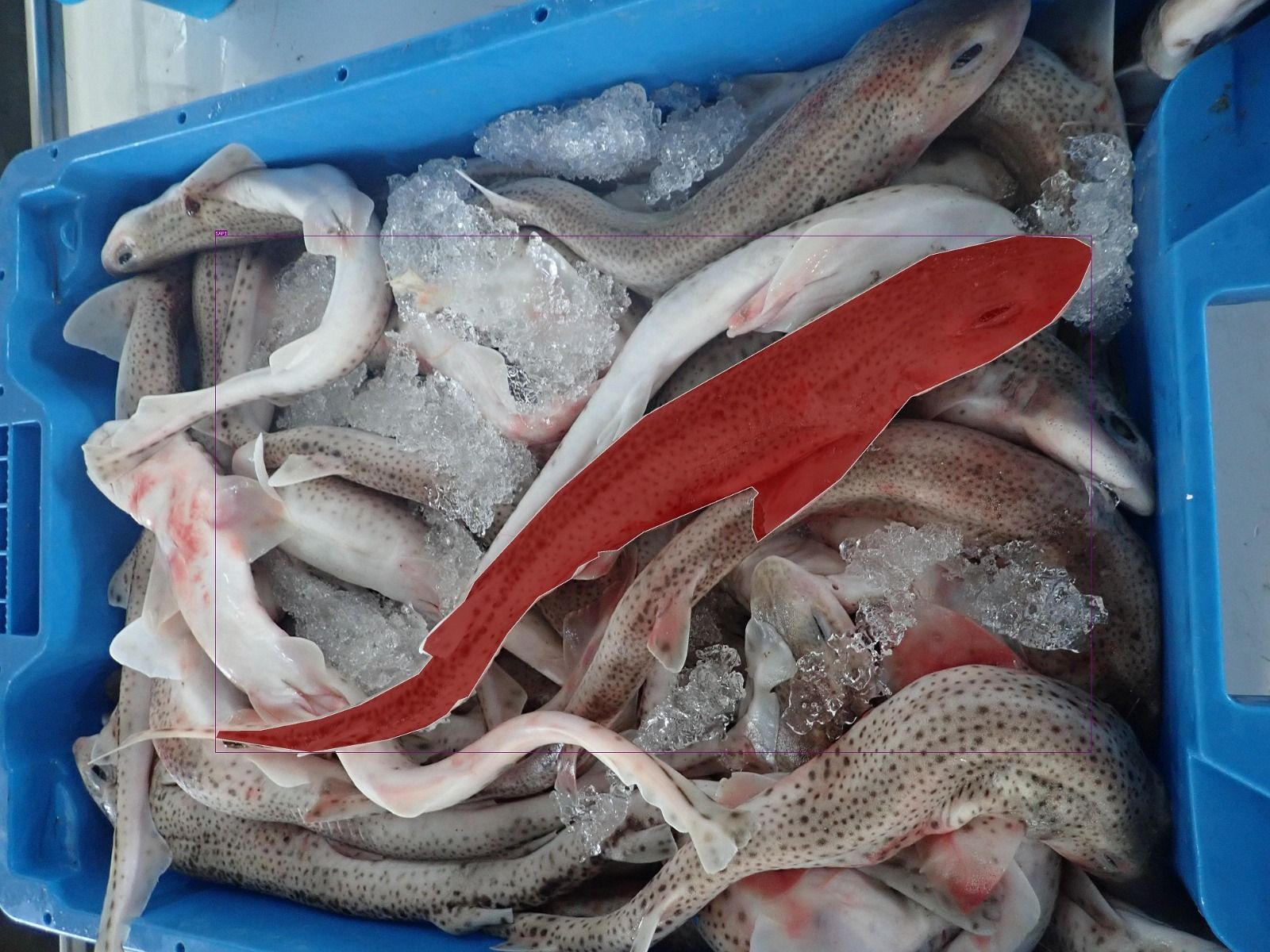 Funcionament de la IA per a detectar espècies marines en perill Funcionament de la IA per a detectar espècies marines en perill