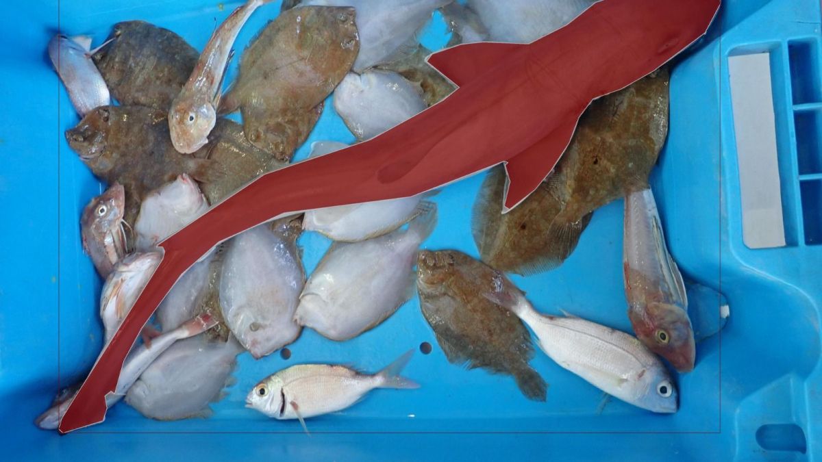 Identificació d'un càncer en una llotja de peix Identificació d'un càncer en una llotja de peix