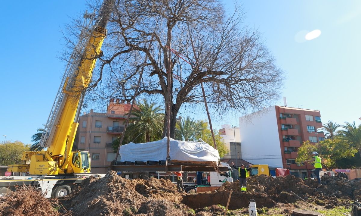 Trasllat de l'arbre centenari de la rotonda de la Santa Faç a Sant Joan d'Alacant