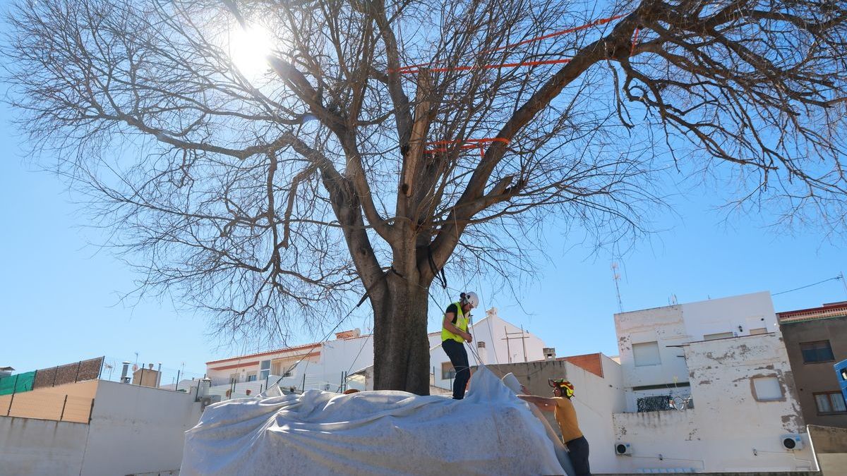 Extracció de l'arbre centenari en el solar d'orige en el que es trobava en Sant Joan