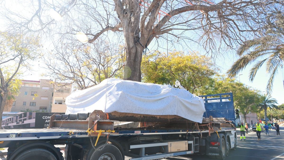 Trasllat en camió de l'arbre centenari