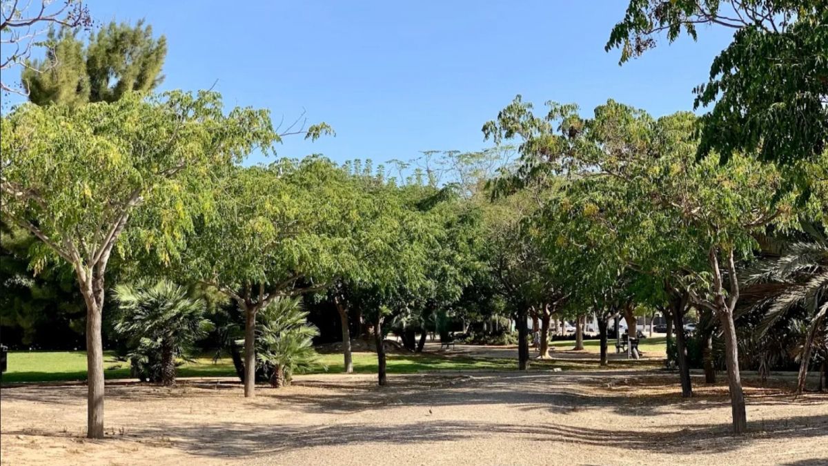 Zona d'arbrada en el parc Sergio Melgares d'Alacant