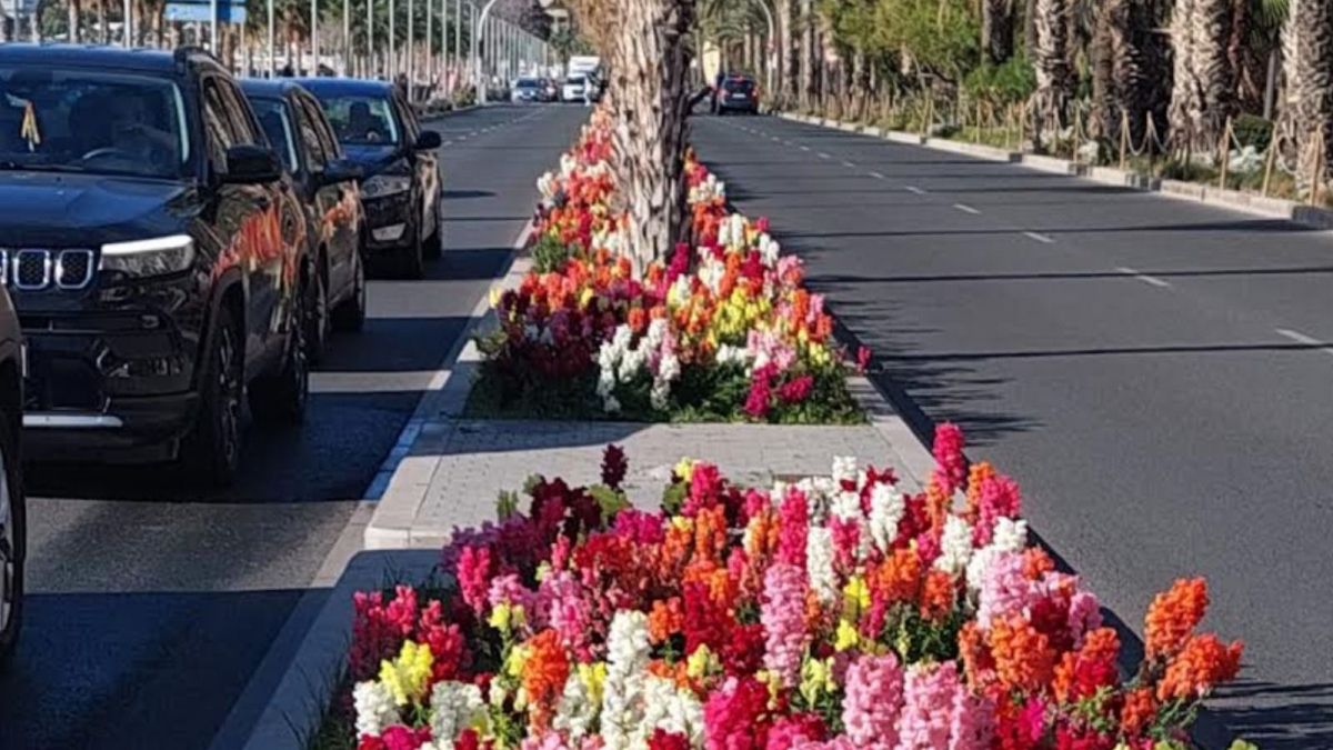 Nuevas flores en el frente litoral de Alicante Nuevas flores en el frente litoral de Alicante