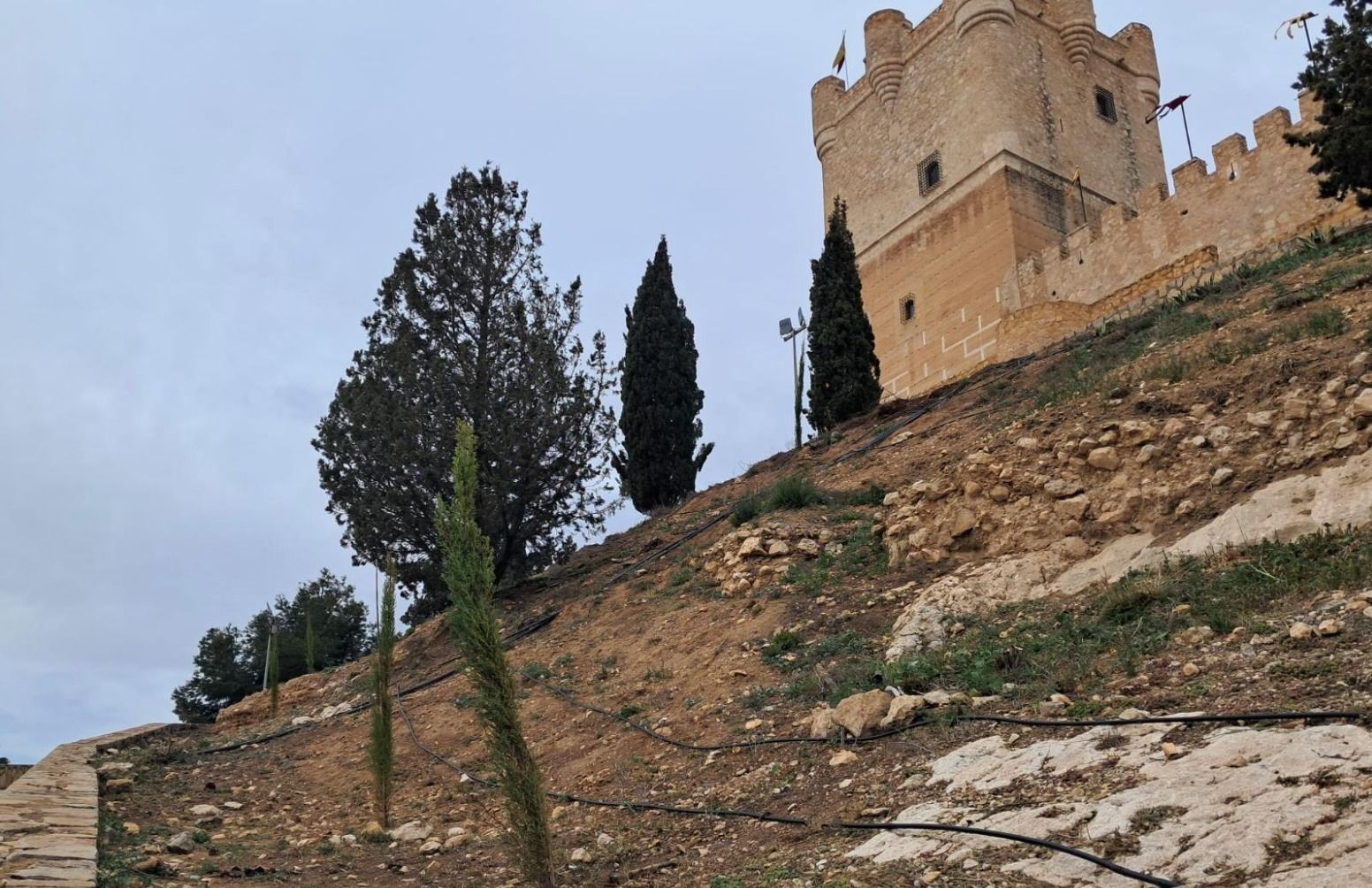 Nuevos árboles en el entorno del castillo de Villena