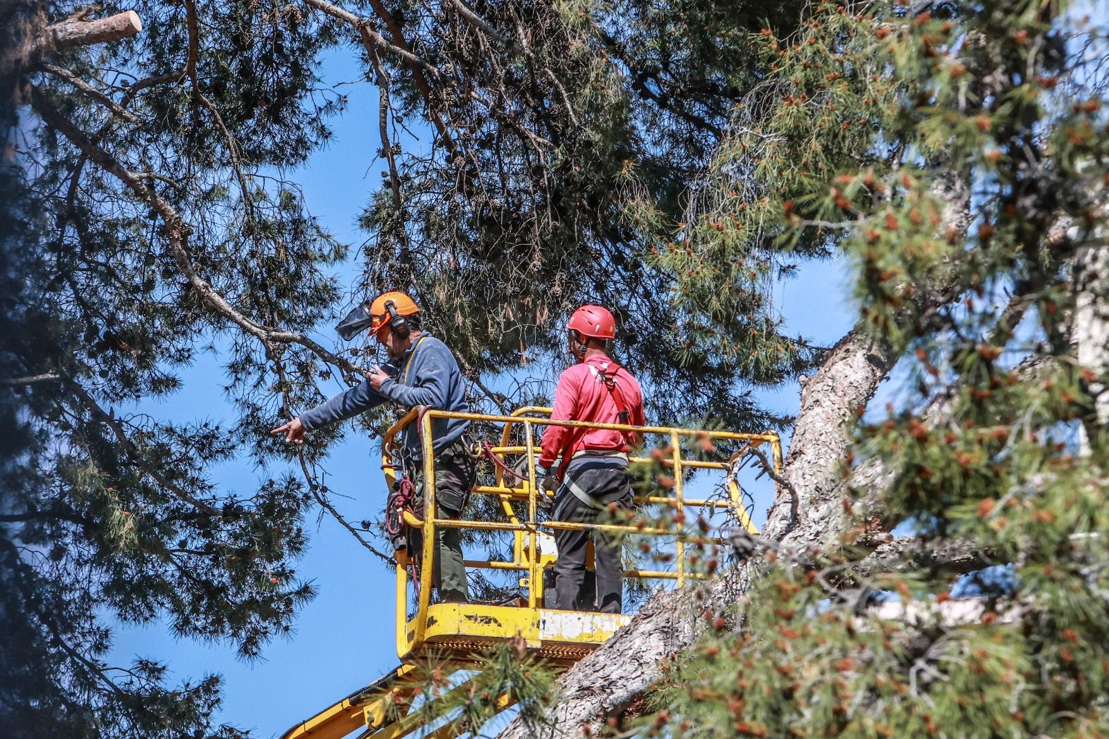 Treballs de manteniment en els arbres del Jardí de la Música d'Elda
