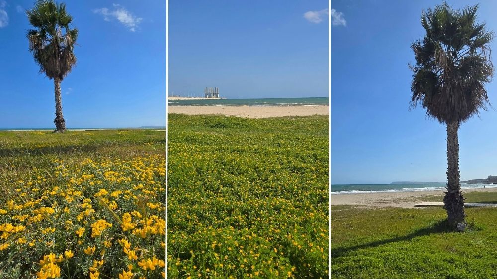 Mantell verd i floral a la platja de Sant Gabriel d'Alacant (Foto: Samuel Biener) Mantell verd i floral a la platja de Sant Gabriel d'Alacant (Foto: Samuel Biener)