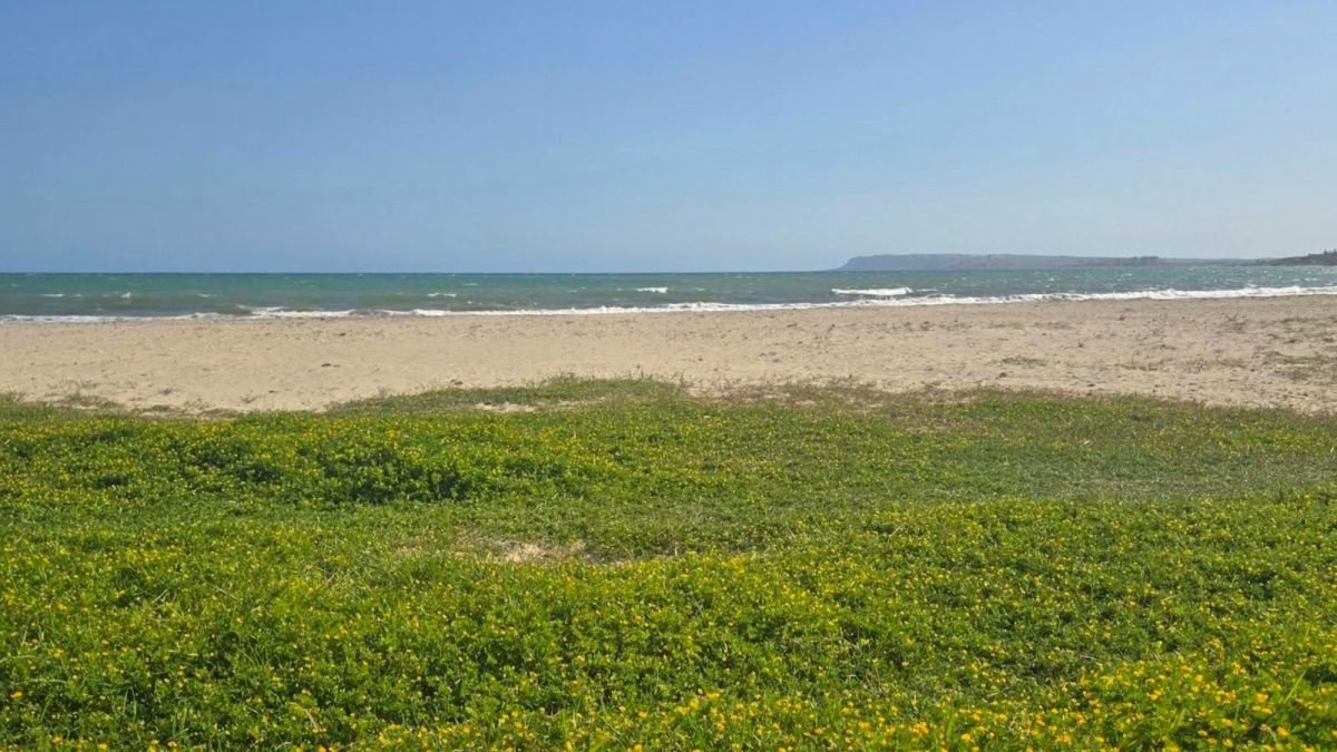Vegetació a la vora de la platja de Sant Gabriel d'Alacant (Foto: Samuel Biener)