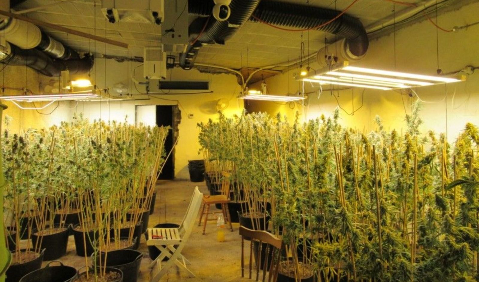 Una plantación de marihuana en una imagen de archivo