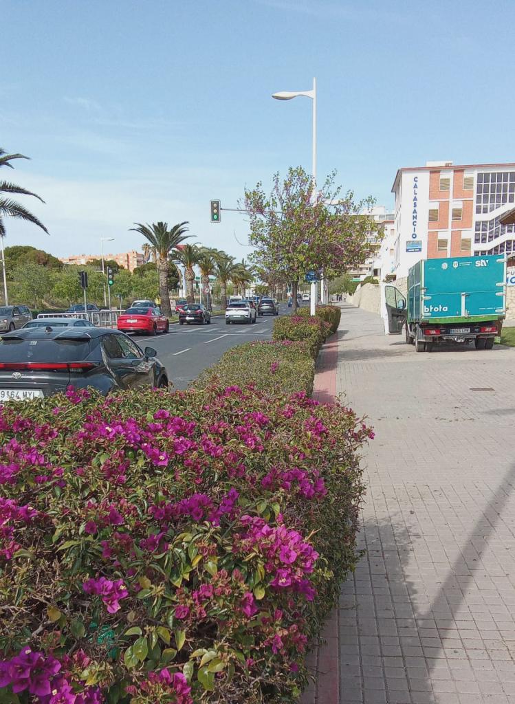 Noves flors en l'avinguda de Dénia a Alacant