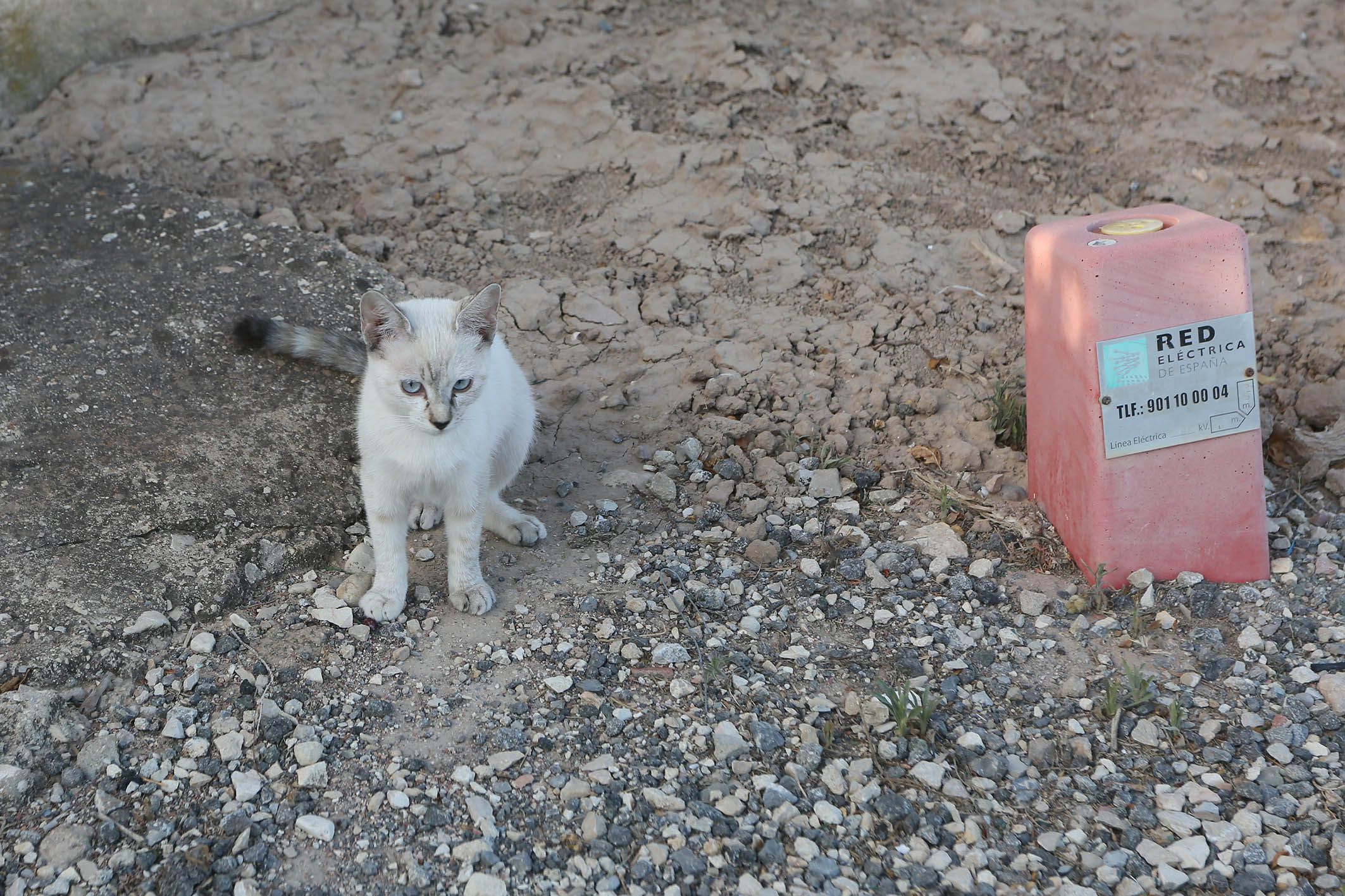 Ajudes control de colònies felines