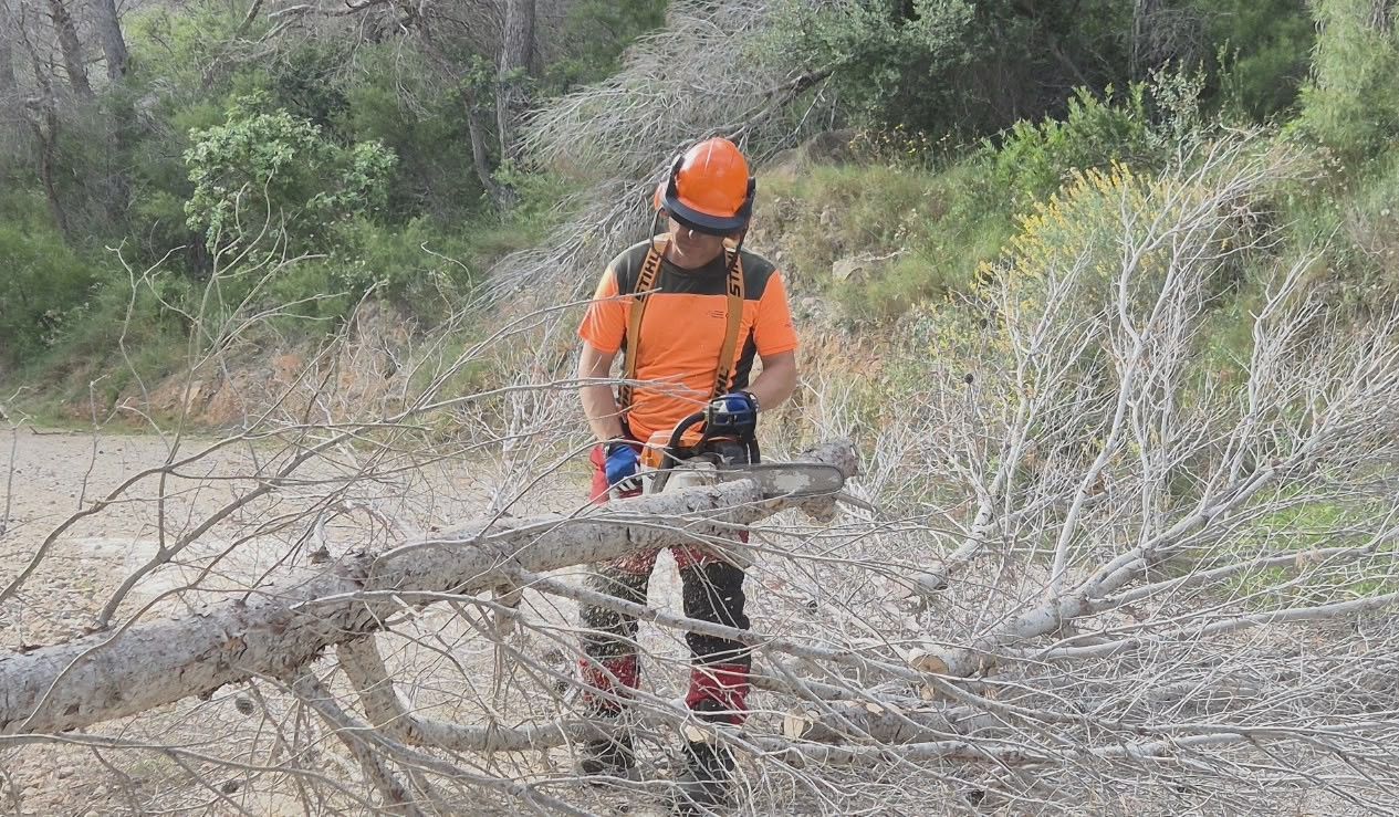 Retirada de pinos secos en Benidorm
