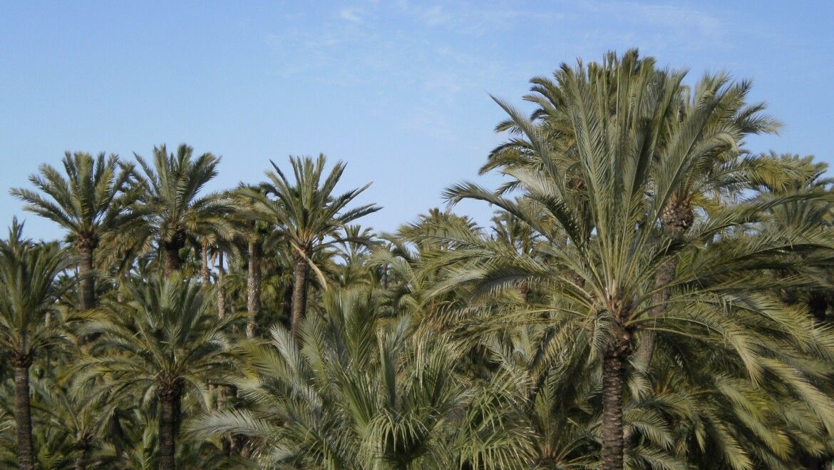 Palmeral de Elche 11 scaled 1170x659