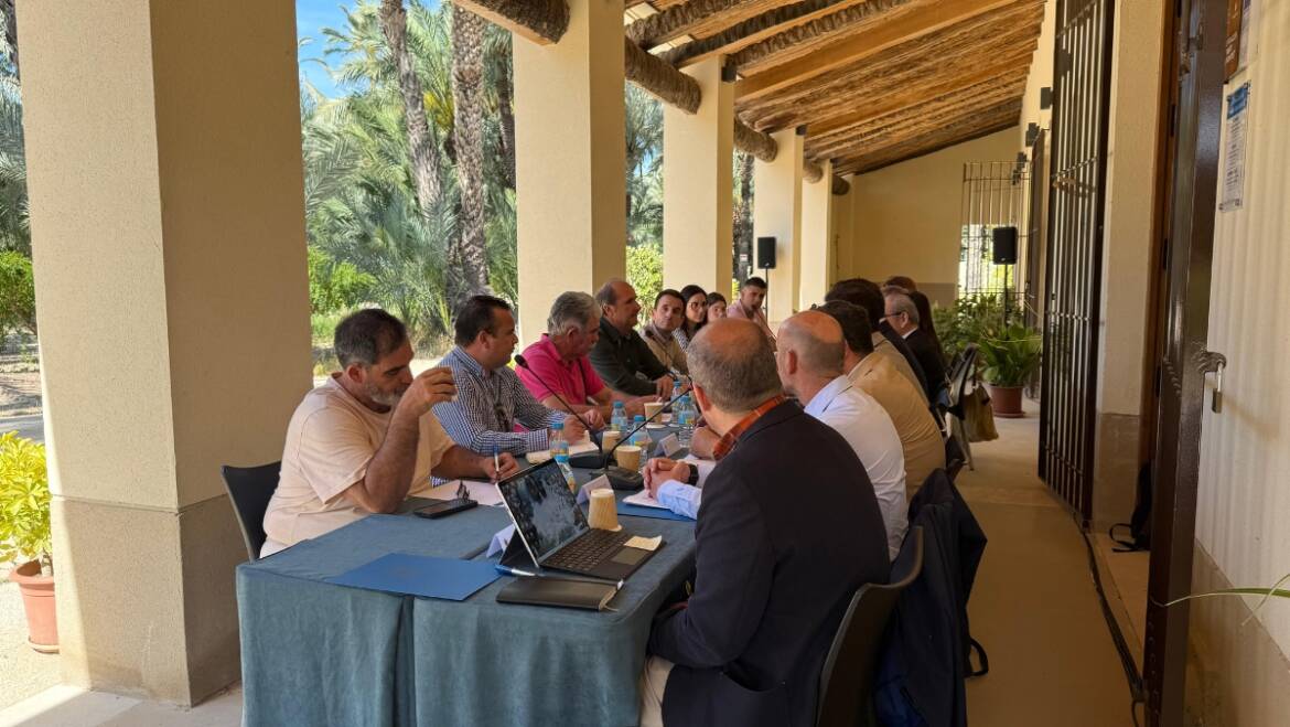 Elche avanza en el desarrollo del Plan de Uso y Gestion del Palmeral