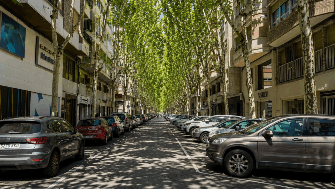 Elche impulsa la mayor plantacion de arbolado con 200 nuevos alcorques 1170x659