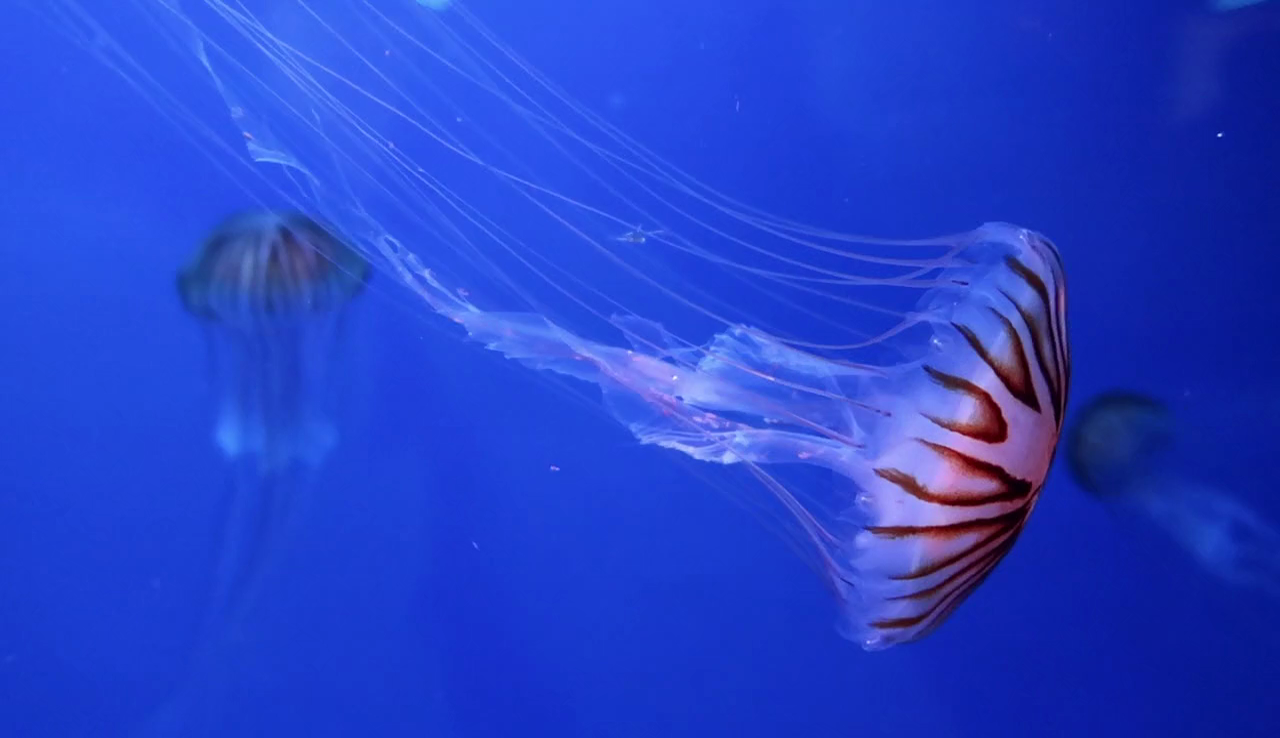 Imatge d'una medusa en una platja d'Alacant