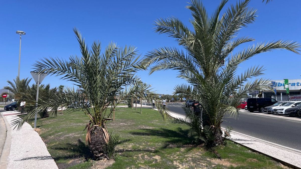 Palmeras colocadas en los parterres de la Ronda Oeste de Elche