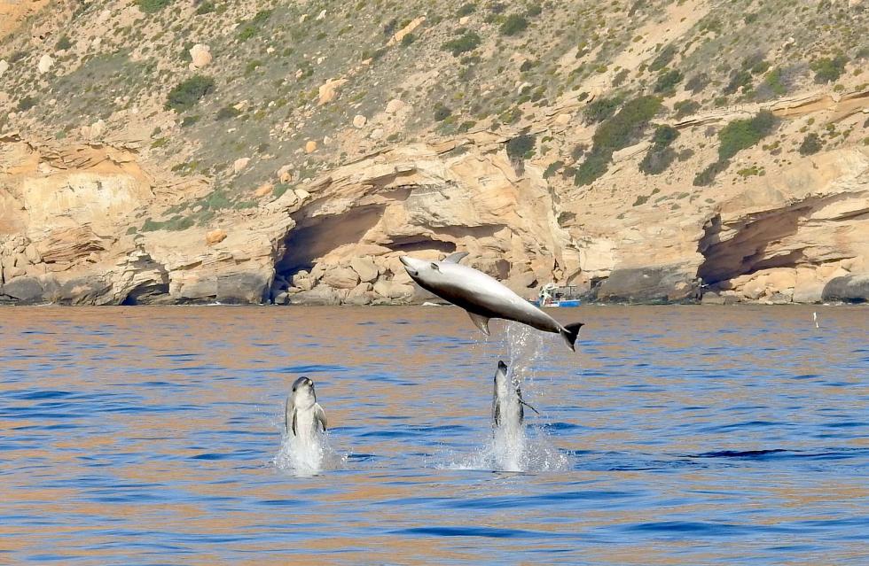 Delfines en la Comunitat Delfines en la Comunitat