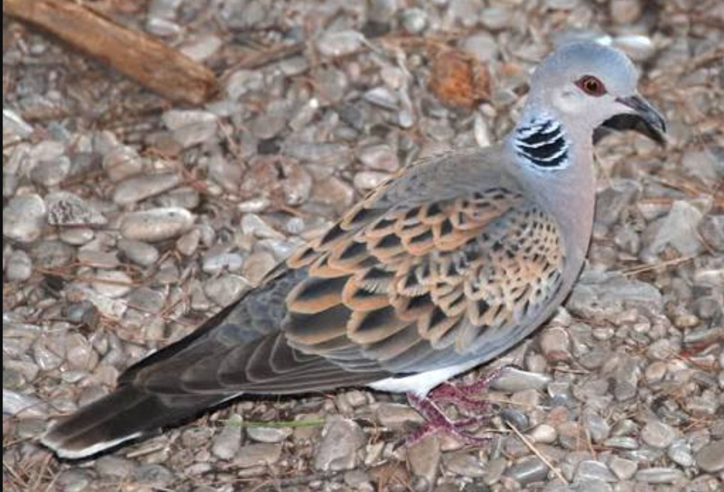 Tórtola Europea