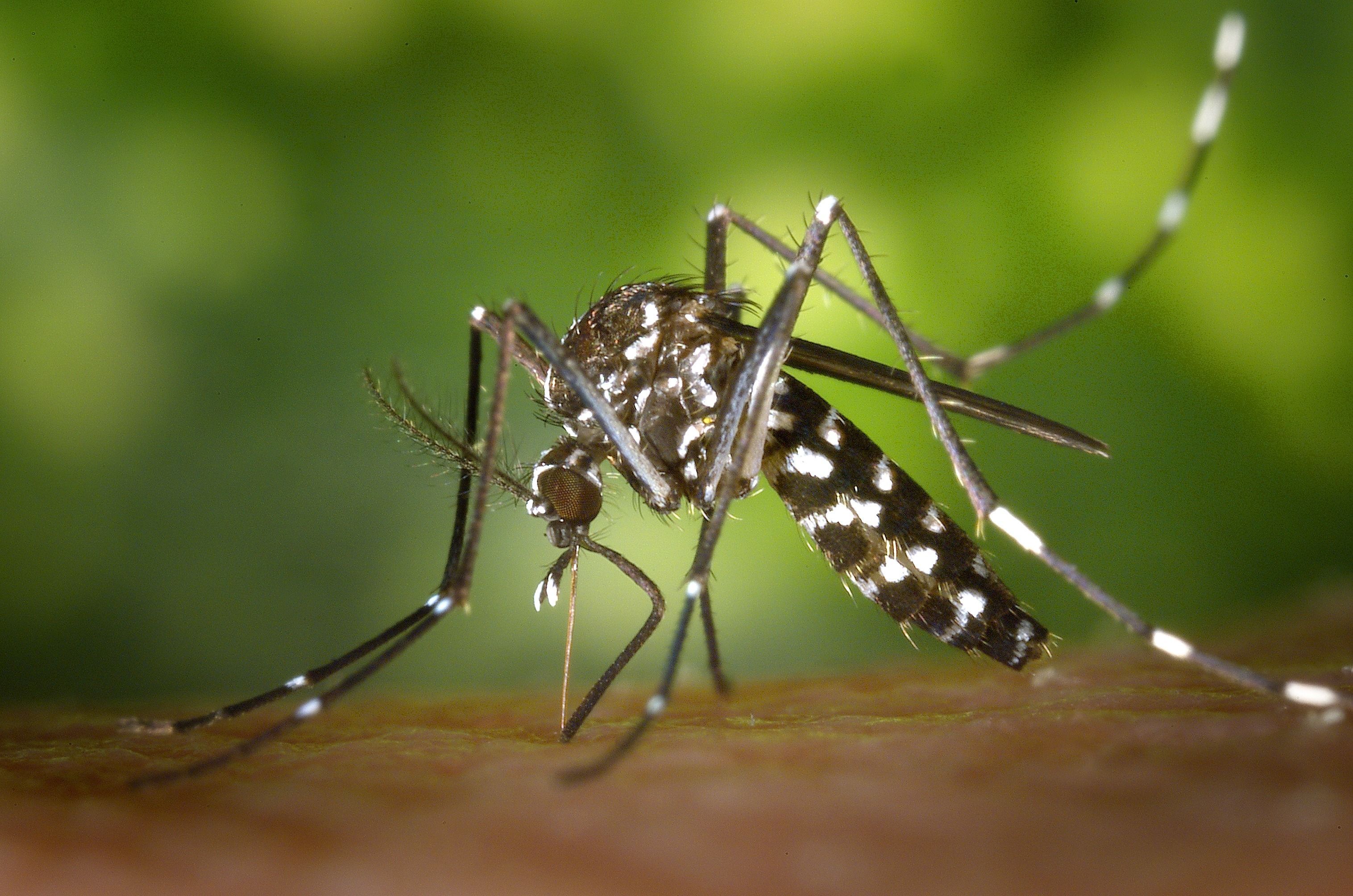 Un mosquito tigre Un mosquito tigre
