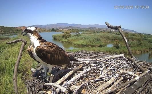 Águila pescadora