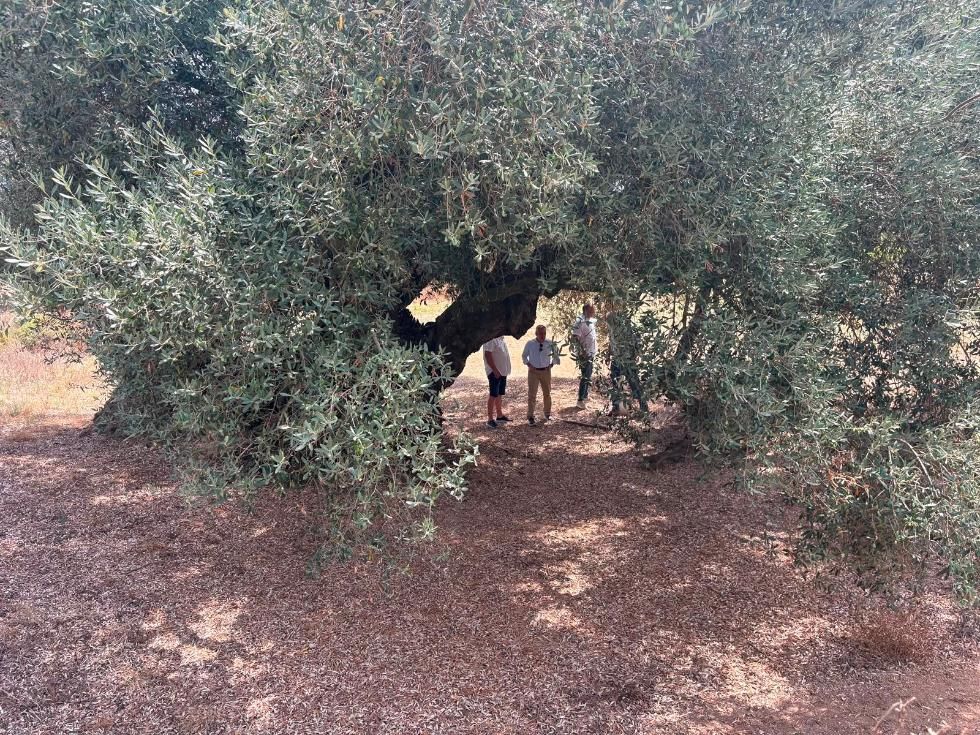 Olivos milenarios y singulares