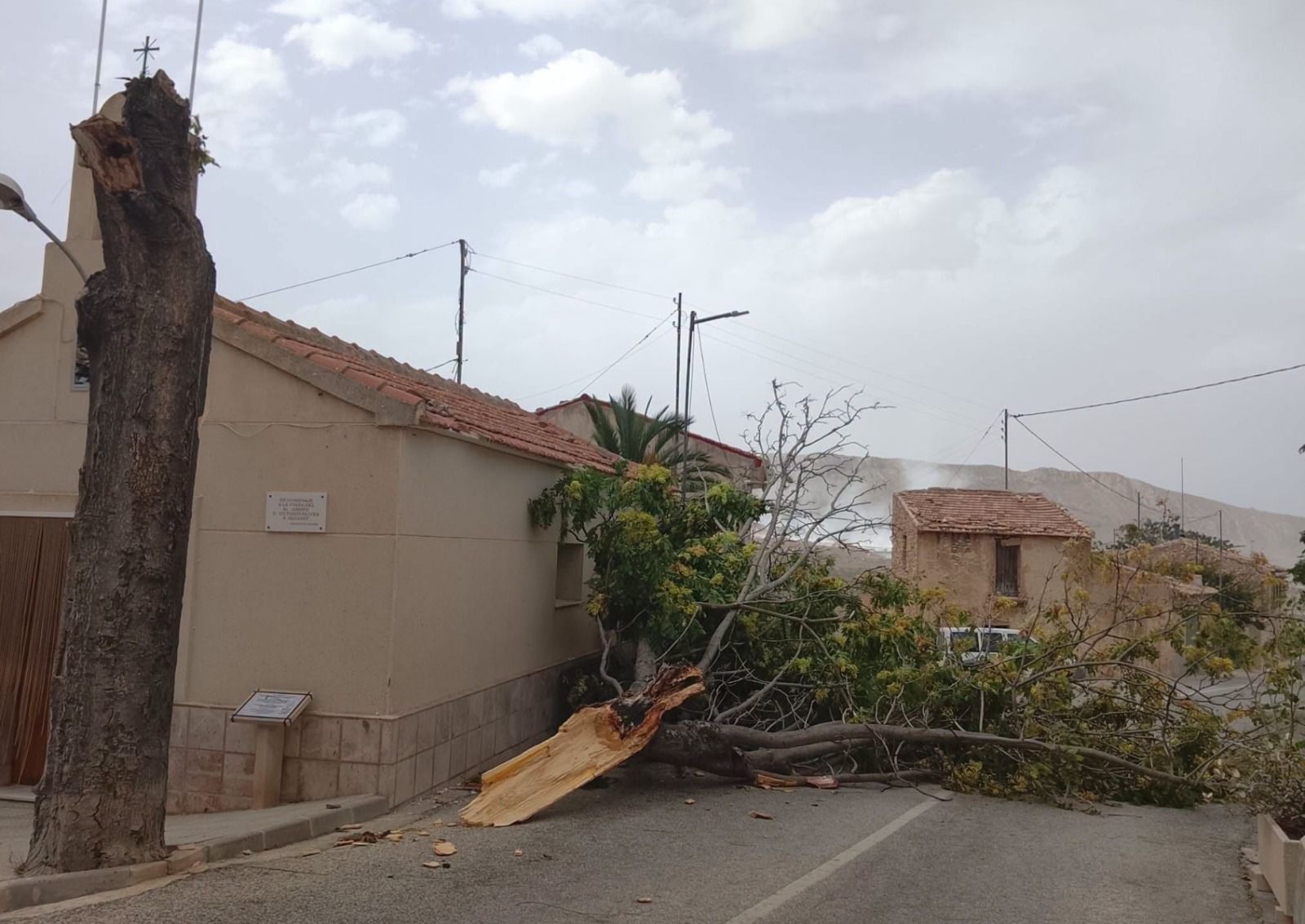 Arbre caigut a La Romana durant un esclafit càlid a la província d'Alacant Arbre caigut a La Romana durant un esclafit càlid a la província d'Alacant