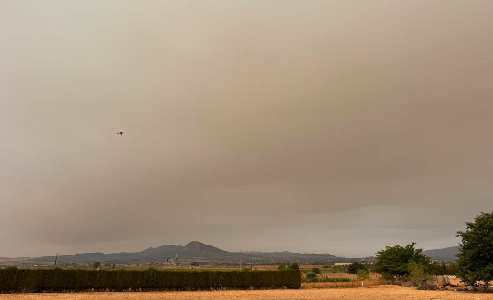 El fum dels incendis en Espanya enterbolix el cel a Alacant (Foto: Lab. Climatologia UA -Eloy Micó)