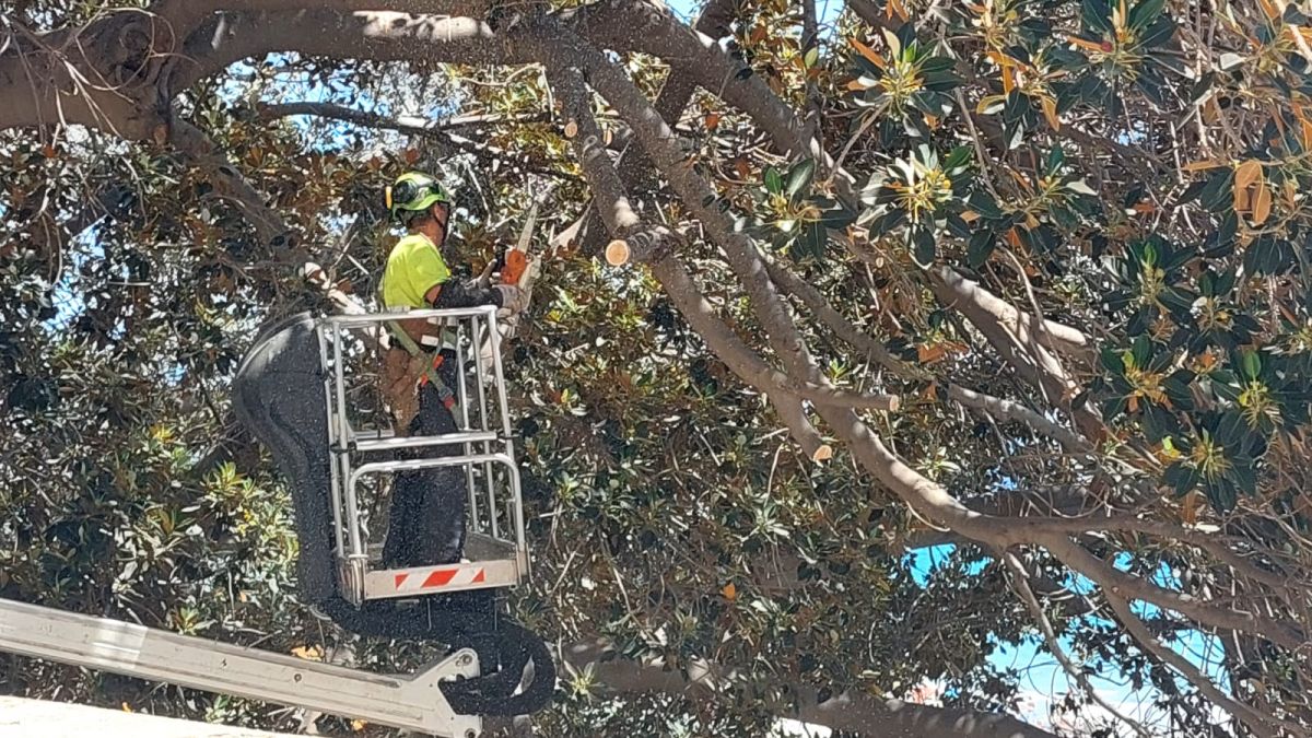 Un operario elimina de ramas del ficus de Alicante afectado por la enorme grieta Un operario elimina de ramas del ficus de Alicante afectado por la enorme grieta