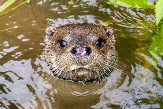 Nutria Nutria