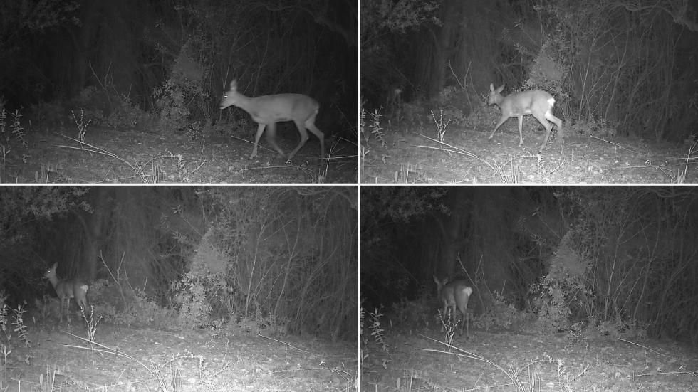 Fauna silvestre Fauna silvestre