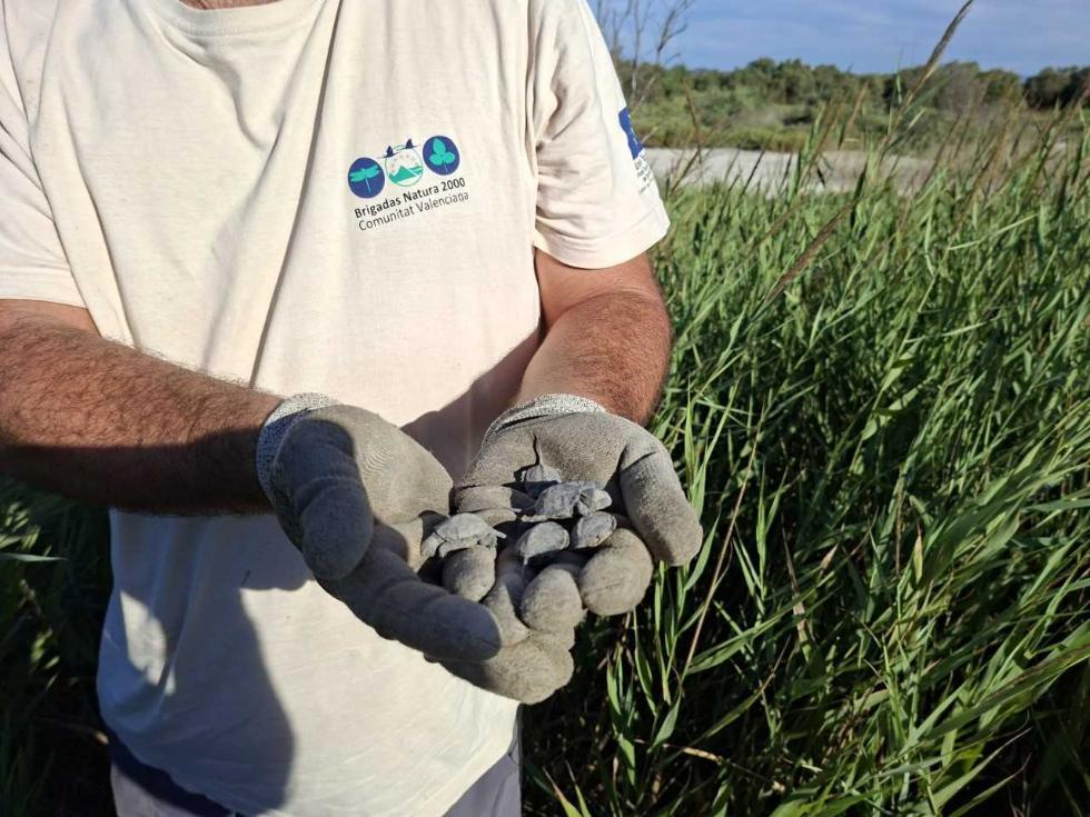 Un hombre cogiendo a unas crías de tortuga en la Marjal dels Moros