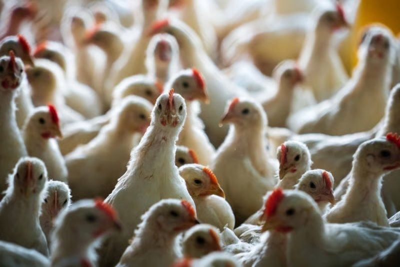 Pollos en una granja avícola de la Comunitat Valenciana