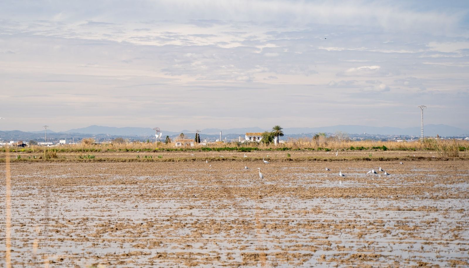 Humedales de la Albufera (Foto: Pexels)