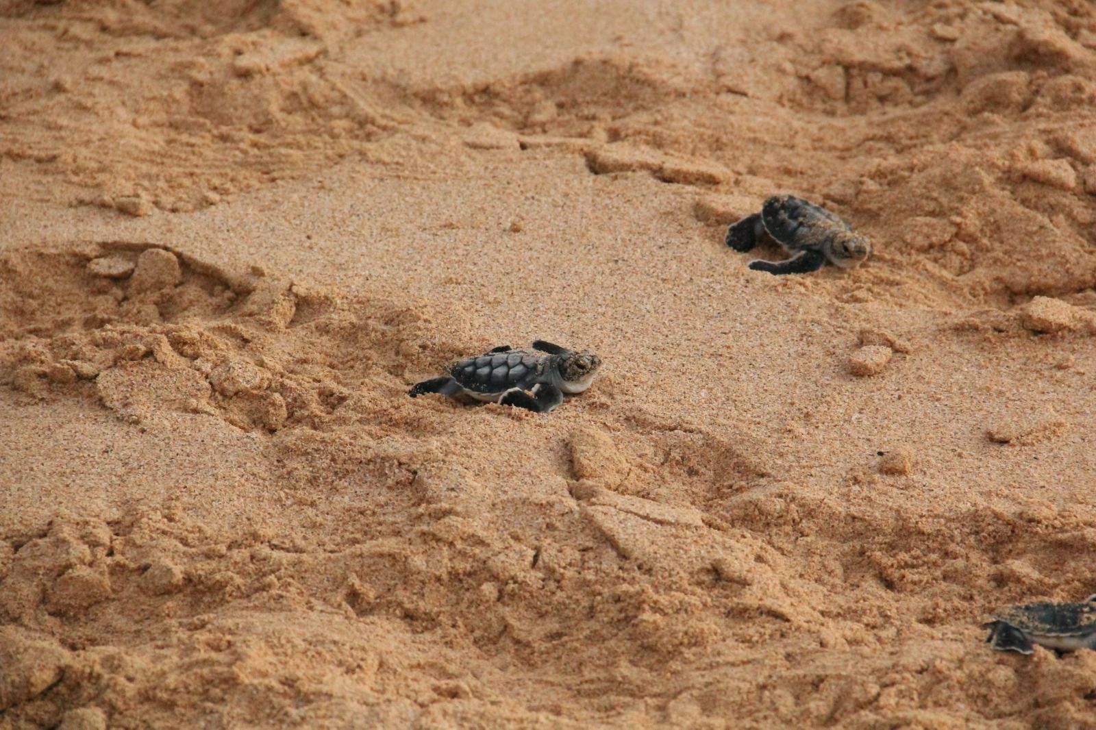 Nacimiento de tortugas en una playa (Foto: Pexels) Nacimiento de tortugas en una playa (Foto: Pexels)