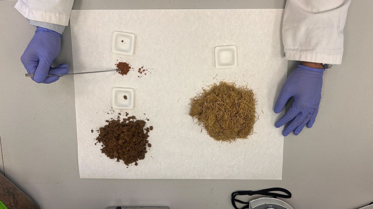 Investigación de la paja de arroz como componente de envasado para los alimentos Investigación de la paja de arroz como componente de envasado para los alimentos