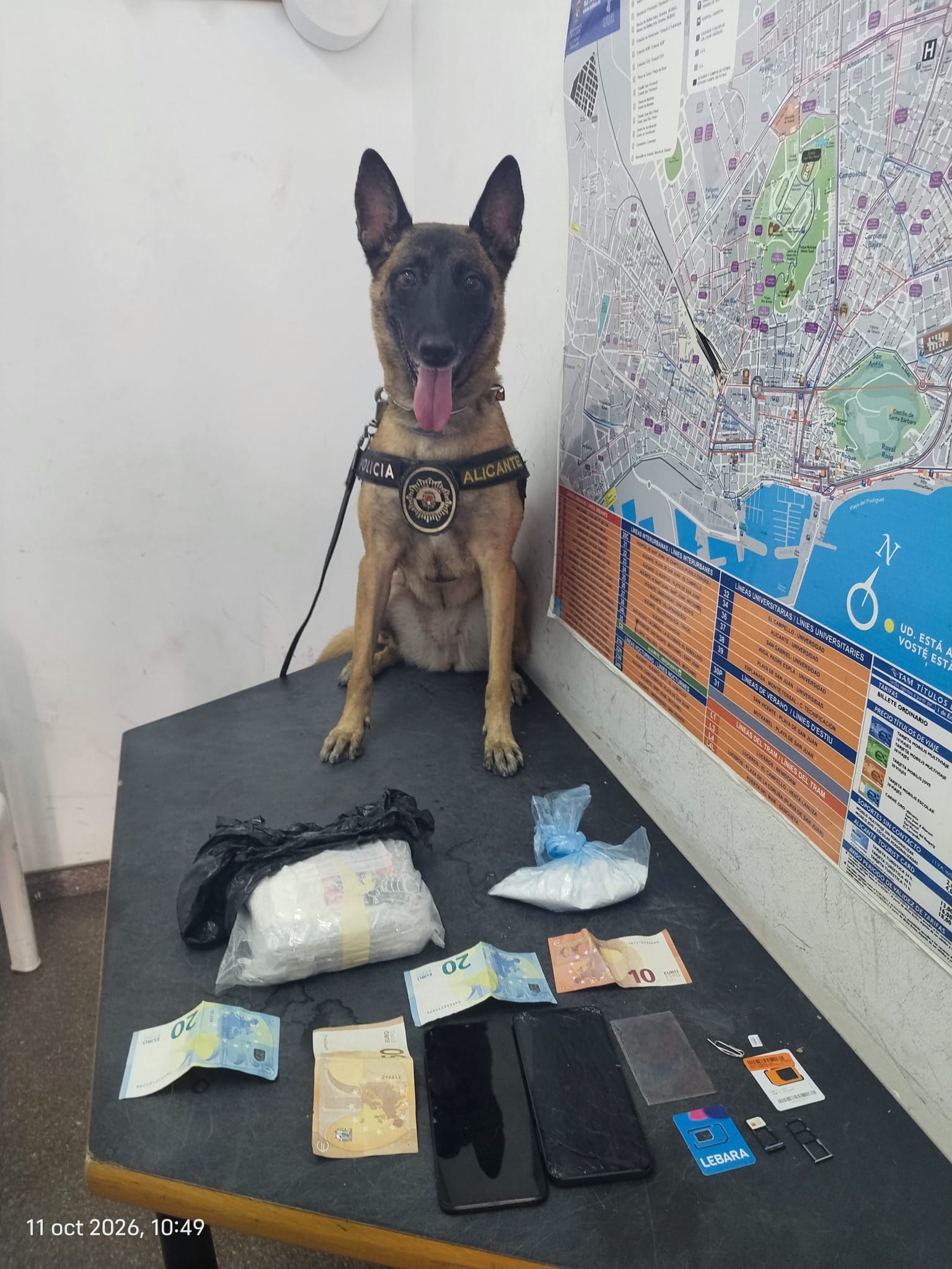 La perra Kata de la Unidad Cana de la Policía Local de Alicante La perra Kata de la Unidad Cana de la Policía Local de Alicante
