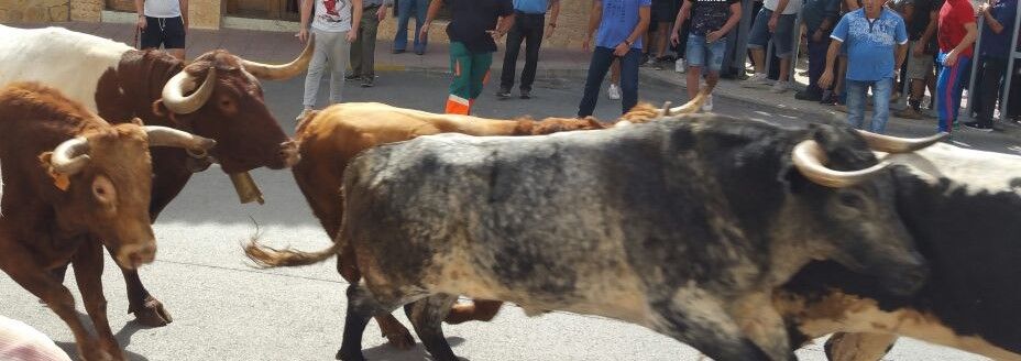 Bous al carrer en un pueblo de la Comunitat Valenciana