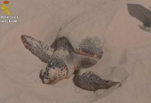 Rescatan en Tabarca a una tortuga boba atrapada en una baliza de arte de pesca ilegal