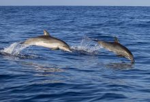 Albiren a un espectacular grup de dofins al costat de la costa de Torrevella