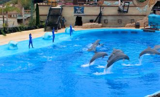 Exigeixen la prohibició dels espectacles amb dofins a Mundomar Benidorm