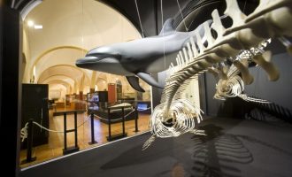 Tornen les visites guiades gratuïtes al Museu d'Història Natural de Torrevieja