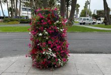 Las flores decoran Alicante en la cuenta atrás para les Fogueres de Sant Joan