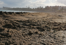 Una espècie invasora d'alga amenaça la biodiversitat en la costa d'Alacant