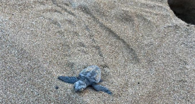 Más de 70 tortugas nacen en la playa en Dénia