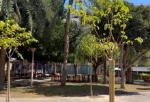 Elx continua el seu pla d'ombra amb la plantació d'arbres de gran port en la plaça dels Algeps