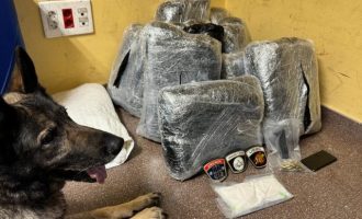 La Policía Local intercepta otro alijo de 20 kilos de droga en la estación de autobuses de Alicante con la ayuda del perro Gus